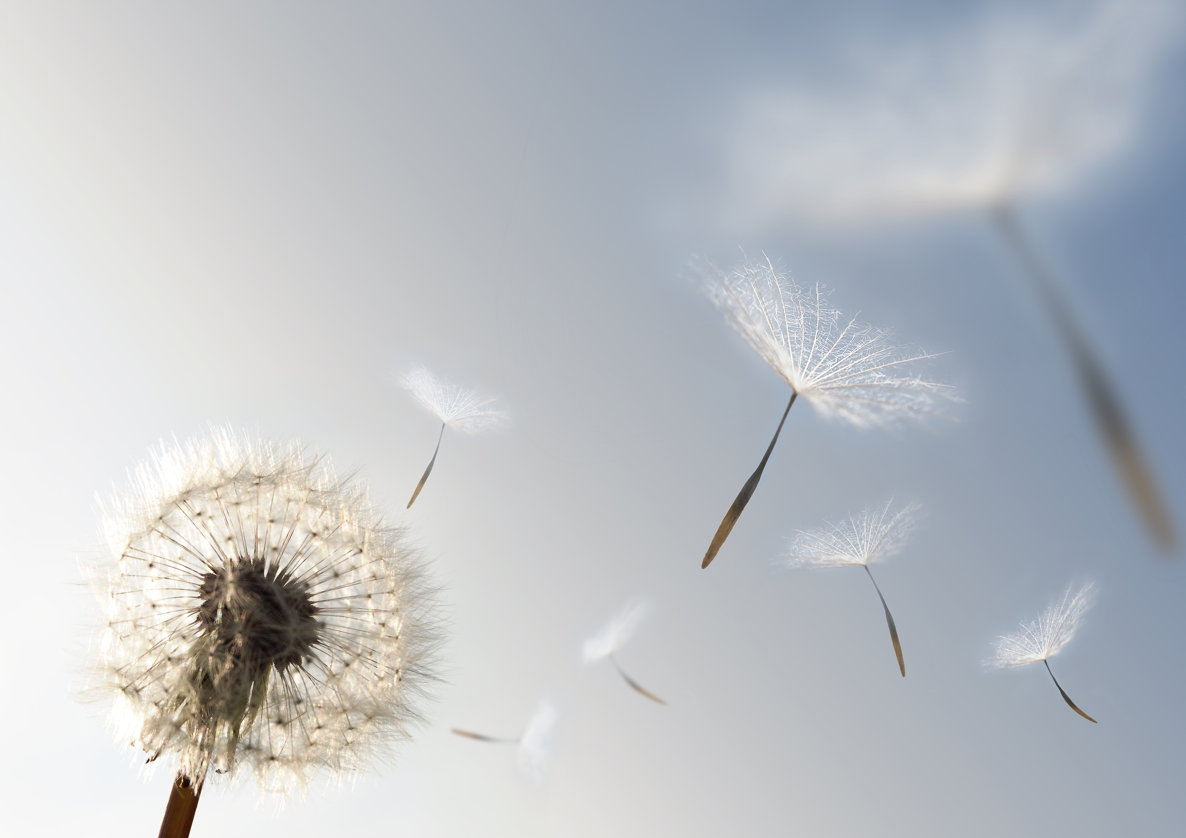 Dandelion
