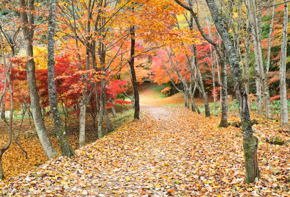 Autumn Day